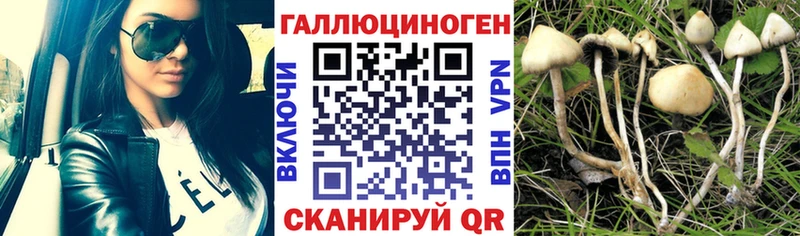 Купить закладки  Ростов-на-Дону  Галлюциногенные грибы Magic Shrooms 
